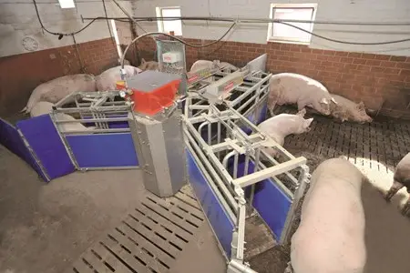 sample of WEDA's liquid feeding systems in pig production industry