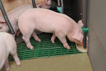 sample of WEDA's liquid pig feeding systems in pig production industry Melchers Taiwan