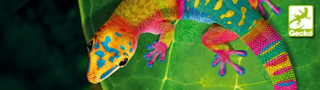 colourful vibrant Gecko to represent printing & graphics Melchers Taiwan