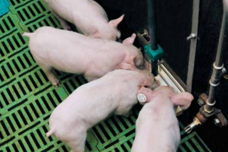 sample of WEDA's animal feeding systems in agriculture industry Melchers Taiwan