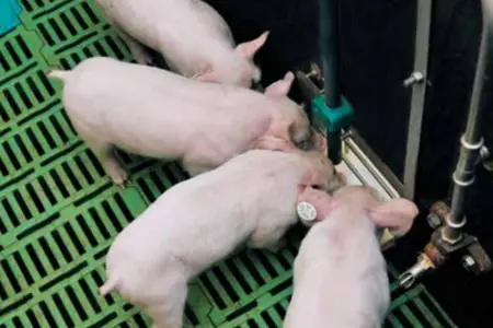 sample of WEDA's animal feeding systems in agriculture industry Melchers Taiwan