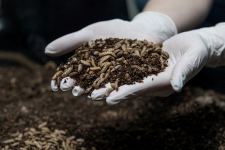 sample of WEDA's animal feeding systems in agriculture industry Melchers Taiwan